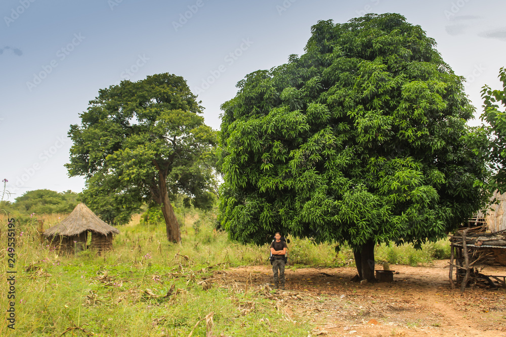 A young white male tourist stands on the background of a large avocado tree in a small Zambian village with a simple hut.