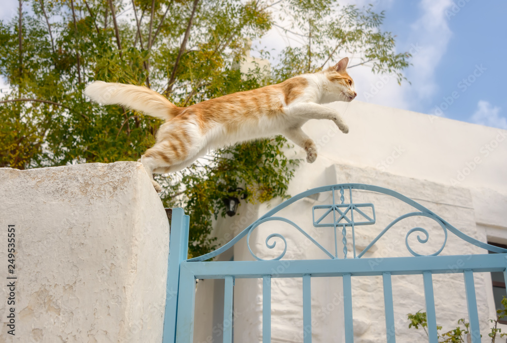 Cat jumping shop over gate