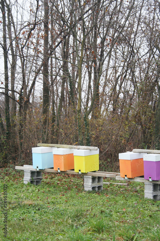 Beehives in different colors near a meadow in countryside in winter season Beehives in different colors near a meadow in countryside in winter season