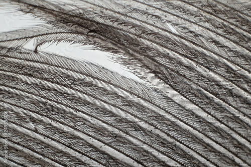 Photomicrograph of the bird feather