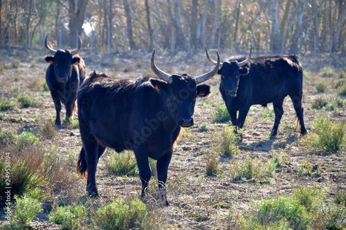 bulls in Camargue © Heliosphile