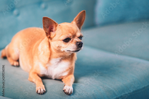 Portrait of smooth-haired beige Chihuahua against the beautiful bokeh. Chihuahua Girl looks nice. Little dog sitting on a turquoise couch