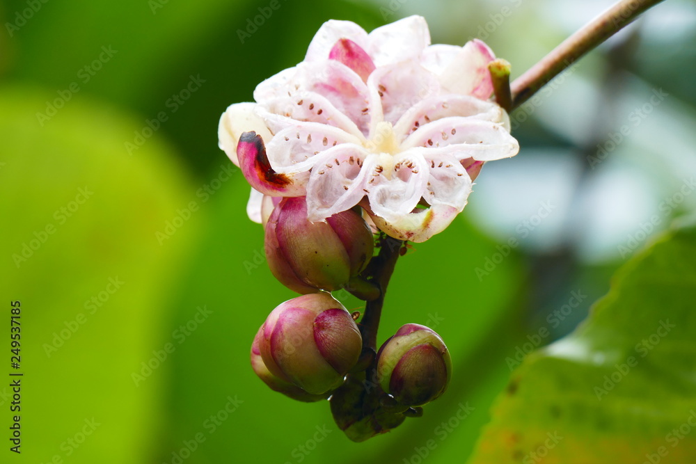 Charming blooming exotic tropical flowers on a nature background Charming blooming exotic tropical flowers on a nature background