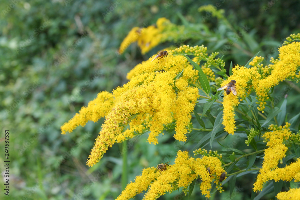 Bush with beautiful yellow flowers in the garden Bush with beautiful yellow flowers in the garden