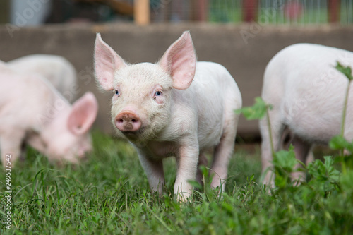 a little pig grazes on the farm with other piglets © cipolina