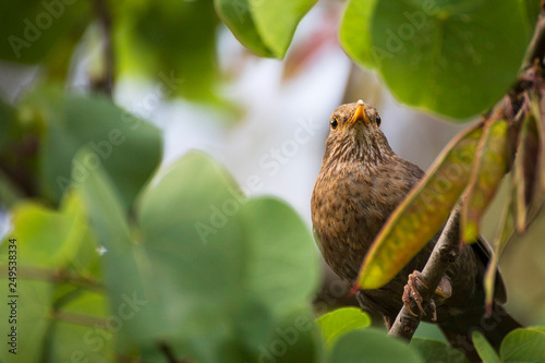 Close up of a female common european blackbird, Turdus merula, watching the sorroundings of her nest in an spring aftoernoon. This bird can be easily seen around parks and gardens. photo