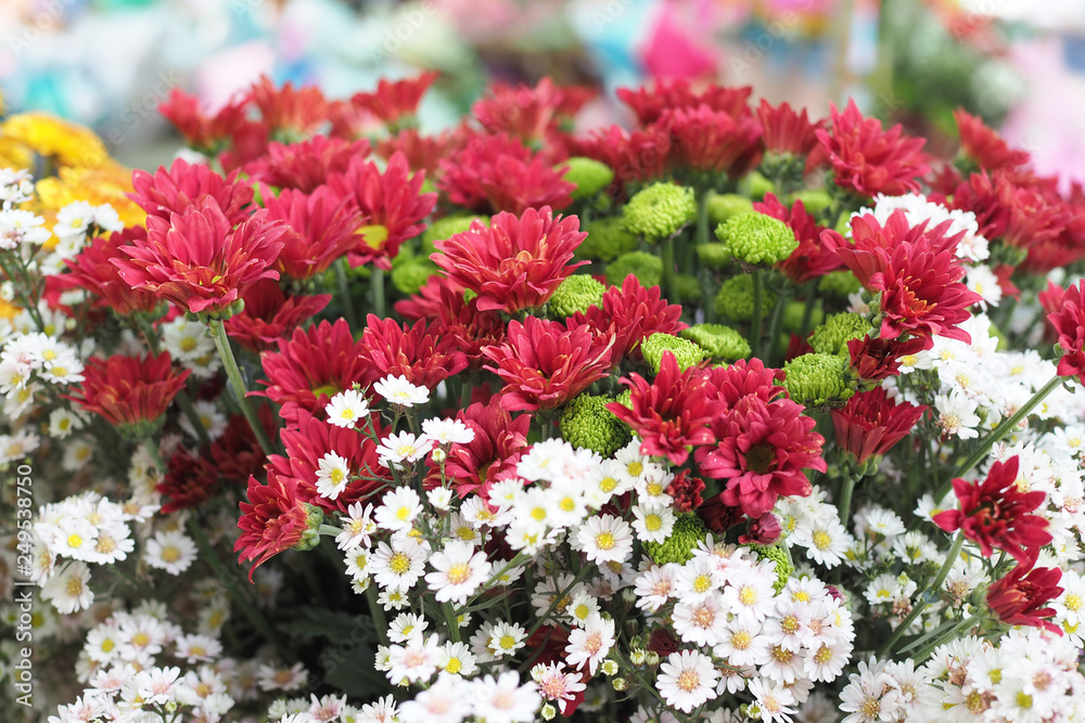 Beautiful colorful flowers as background Beautiful colorful flowers as background