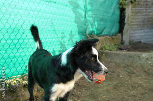 Giovane border collie con una pallina rossa in bocca photo
