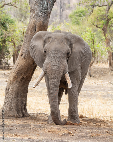 African Elephant Bull