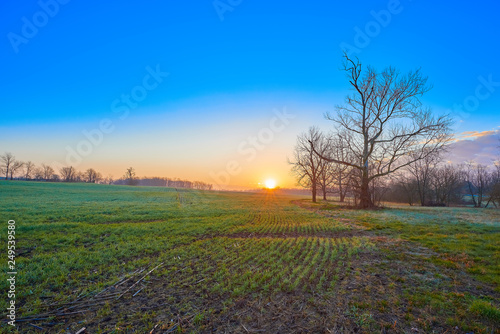 Field of Winter Wheat at Sunrise