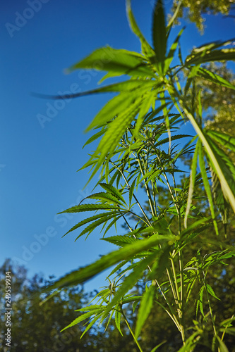 Beautiful still life with copy space of marijuana plant on blue sky background