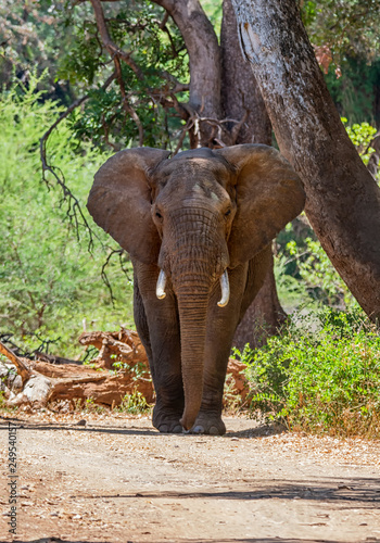 African Elephant Bull