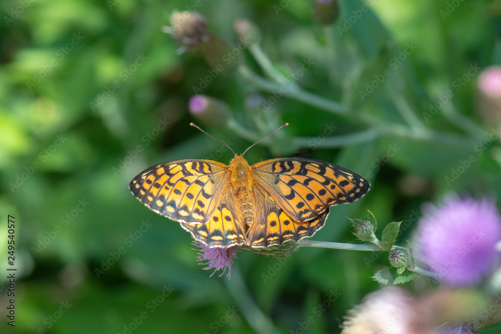 Nymphalidae / Güzel İnci / / Argynnis aglaja Nymphalidae / Güzel İnci / / Argynnis aglaja