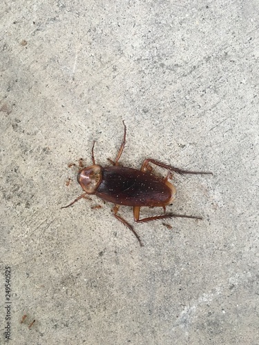 Dead cockroach on the floor, and there are many ants swarm siege.