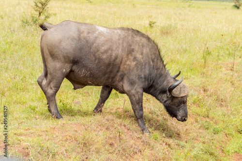 Male buffalo in the savannah of Nairobi park