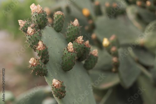 Cacti on the Mediterranean coast