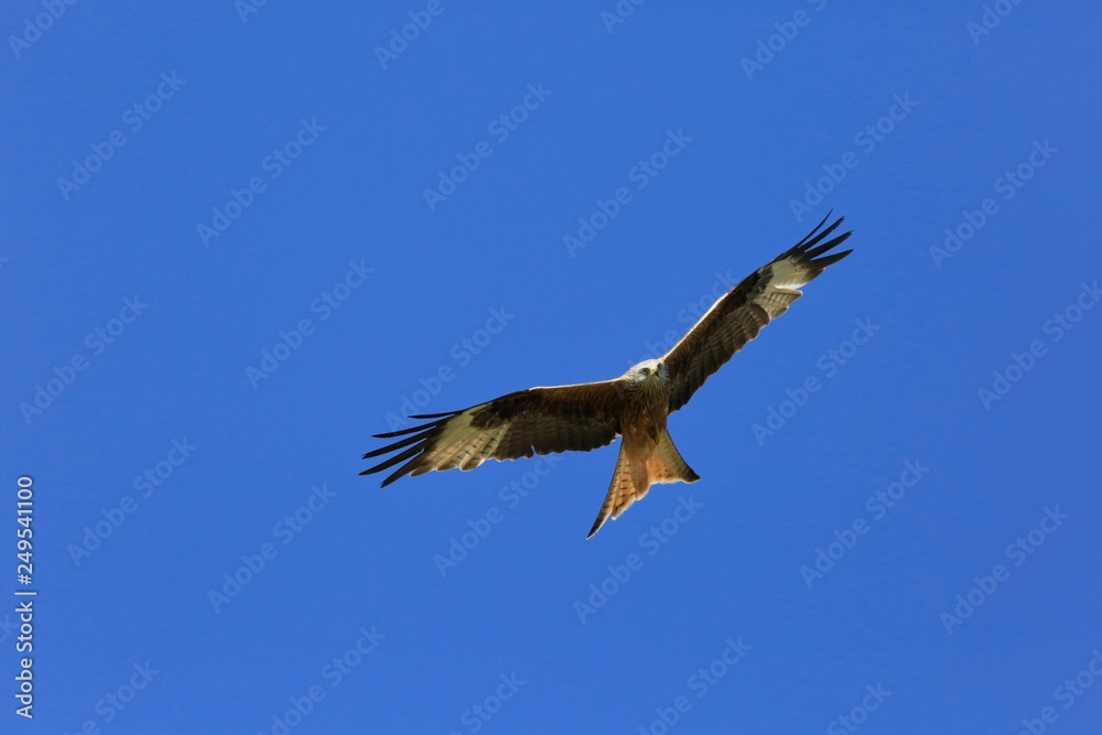 Red Kite Milvus milvus Red Kite Milvus milvus
