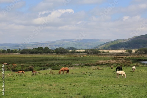 Ponies and Horses Grazing in a Valley