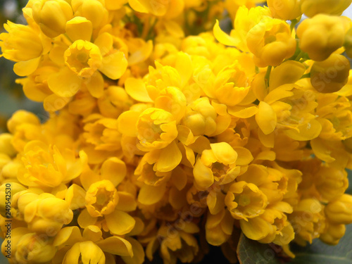 Yellow Flowers