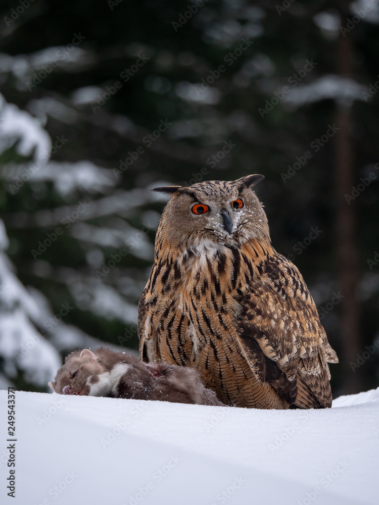 Eurasian eagle-owl (Bubo Bubo) sitting on hunted marten in snowy forest. Eurasian eagle owl with marten on snowy ground. Owl portrait. Eurasian eagle-owl (Bubo Bubo) sitting on hunted marten in snowy forest. Eurasian eagle owl with marten on snowy ground. Owl portrait.