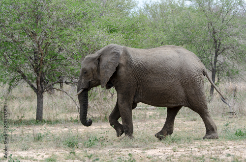 Éléphant d'Afrique, Loxodonta africana, Parc national Kruger, Afrique du Sud