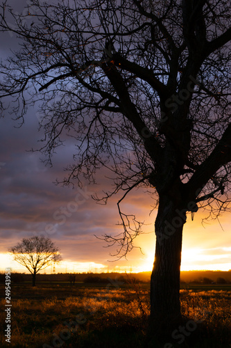 sunset tree silhouette 