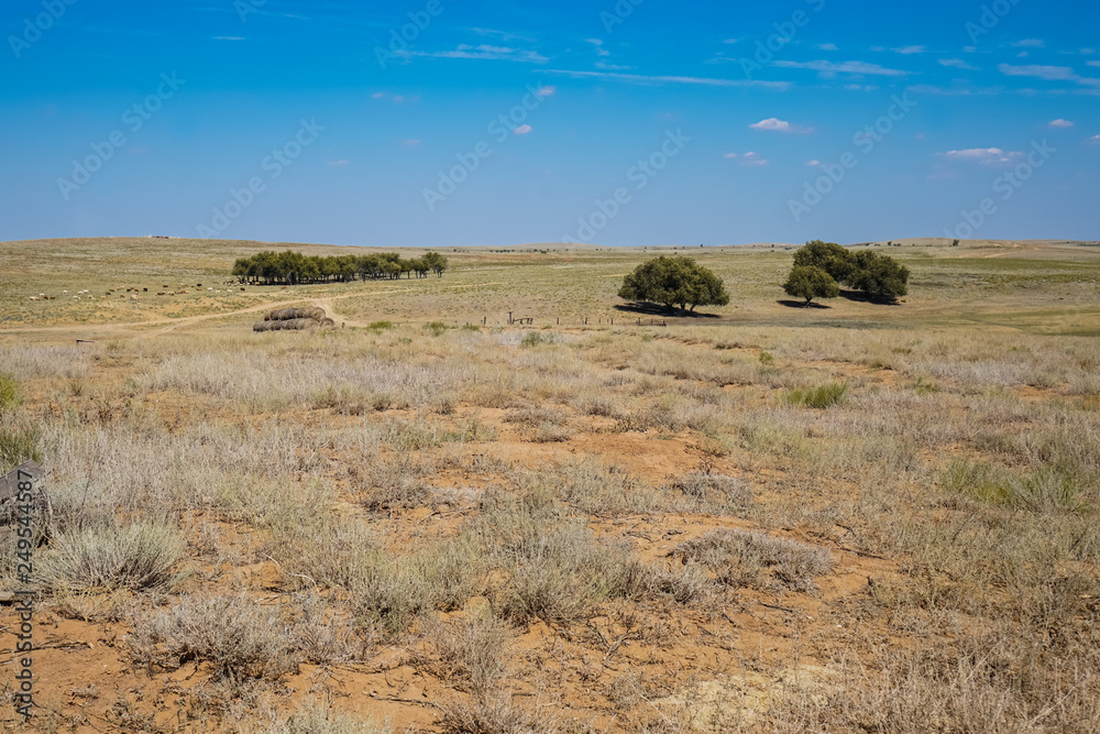 Obraz premium Near the medieval city of Saray-Batu - the capital of the Golden Horde. Steppe, dry, tough grass, a small number of trees and a herd of cows grazing in the steppe.