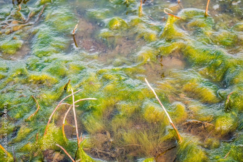 Underwater river grass