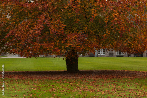 Cuadro en lienzo Single Autumn Tree in green grass with reddish leaves