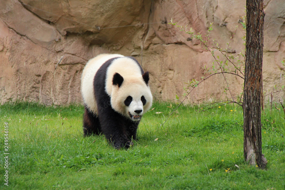 Fototapeta premium panda géant - zooparc de Beauval 