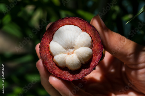 Fresh mangosteen in hand. Queen of fruit in Thailand, selective focus, closeup. 