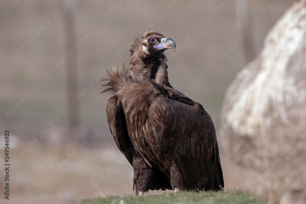 Fototapeta premium Cinereous Vulture Birds