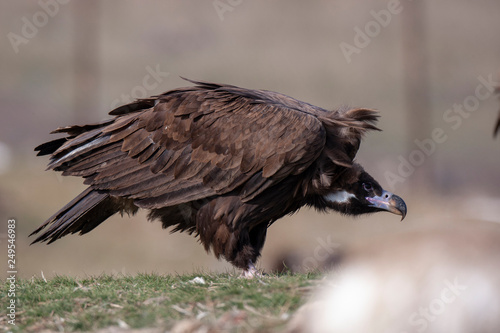 Cinereous Vulture Birds