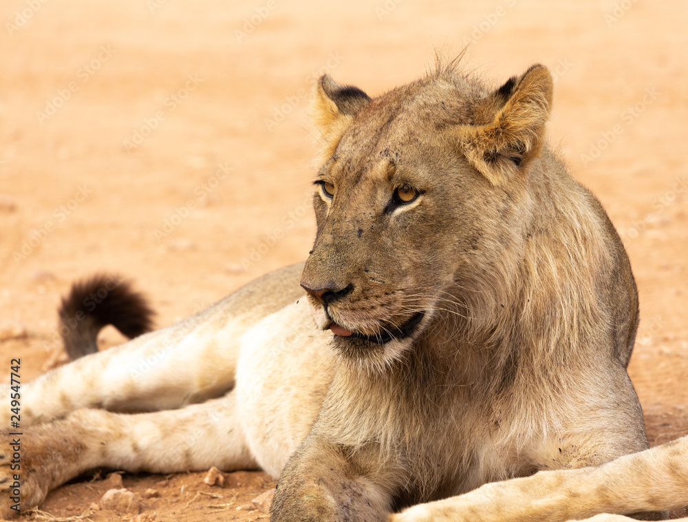Fototapeta premium lion resting