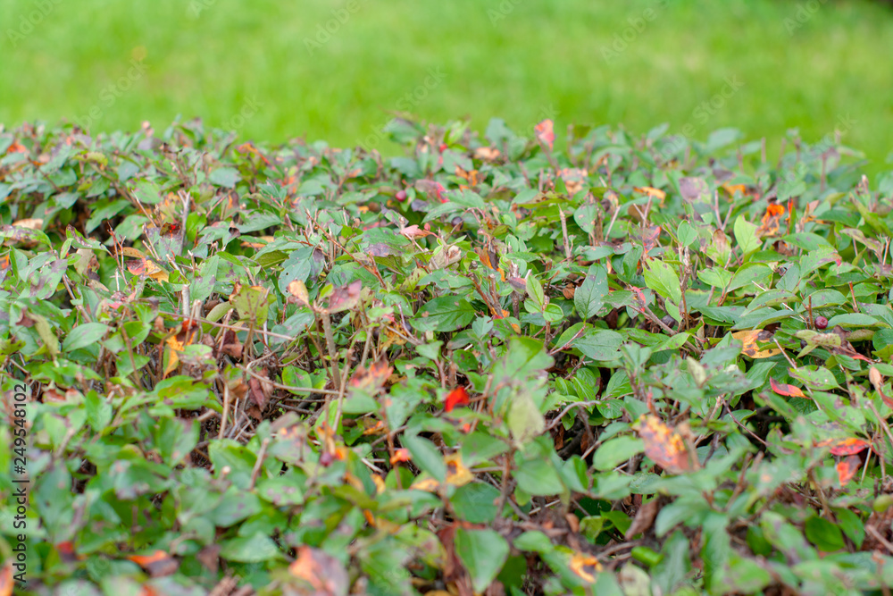 Blurred green bush or wall of shrubs, nature, garden, spring and summer season Blurred green bush or wall of shrubs, nature, garden, spring and summer season