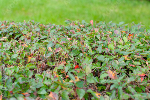 Blurred green bush or wall of shrubs, nature, garden, spring and summer season