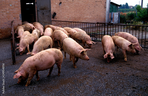 breeding of pigs photo