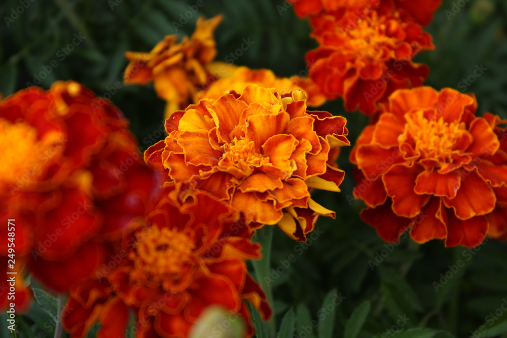 Red flowers in the garden