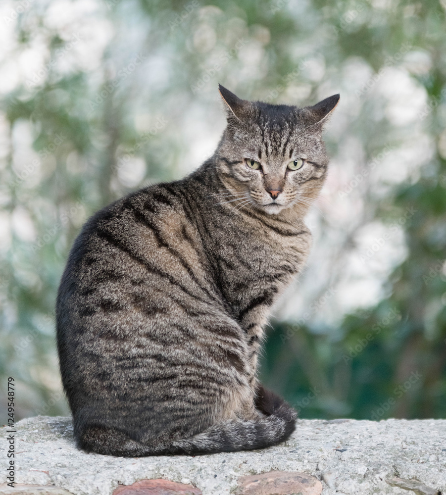 Obraz premium chat gris au regard persan