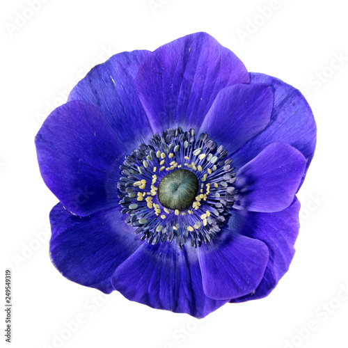 Blue flower of Anemone coronaria or Grecian windflower isolated on white background