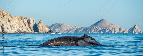 Whale back and dorsal fin.  Humpback whale  in the Pacific Ocean.