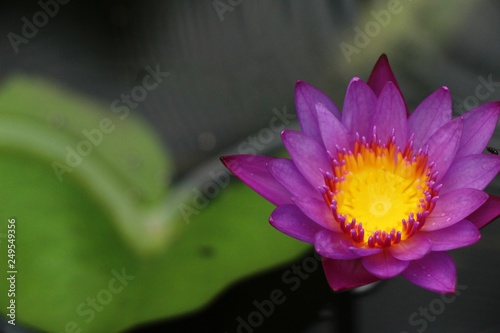 Beautiful lotus in the pond with nature