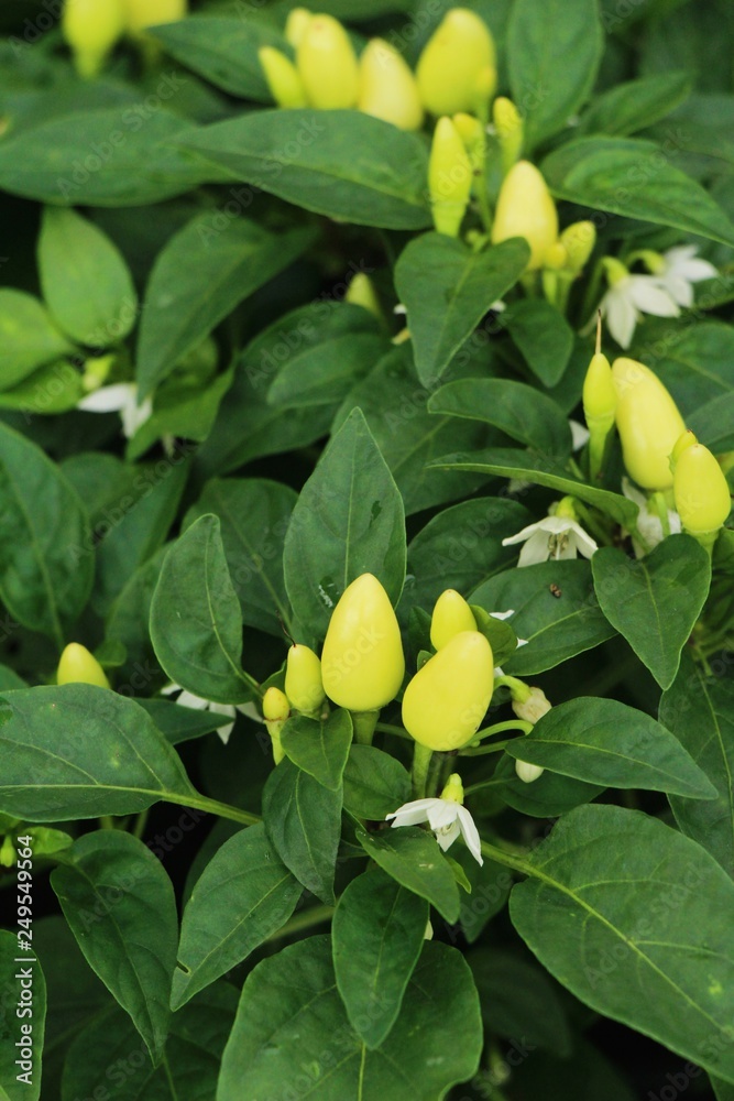 Obraz premium Fresh chilli on tree in the garden