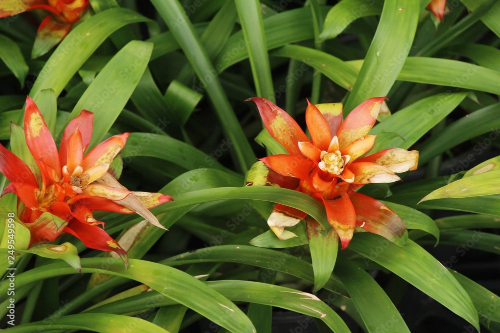 Bromeliad flower in the garden with nature Bromeliad flower in the garden with nature