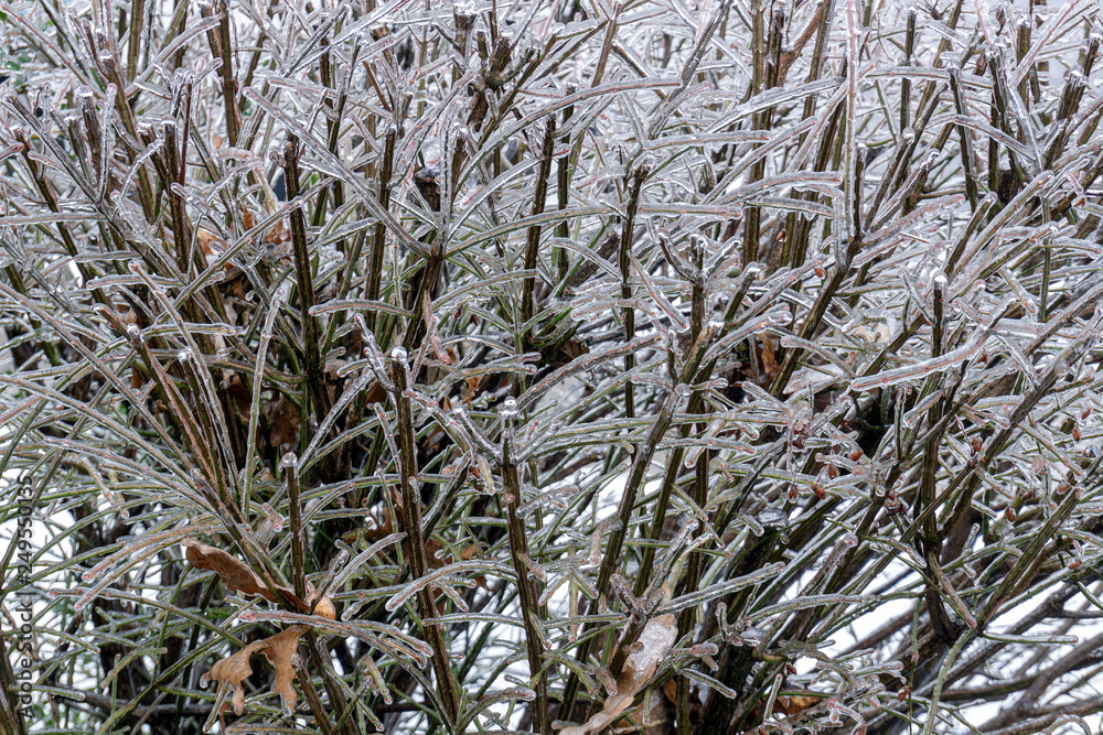 freezing rain and ice on tree branches freezing rain and ice on tree branches