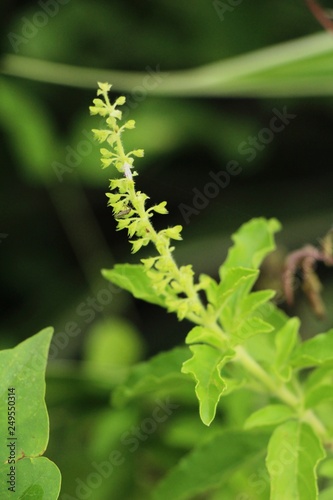 Basil tree at organic in the garden