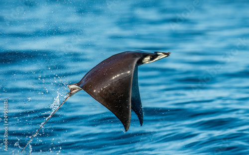 Mobula ray jumping out of the water. Mobula munkiana, known as the manta de monk, Munk's devil ray, pygmy devil ray, smoothtail mobula. Blue ocean background.