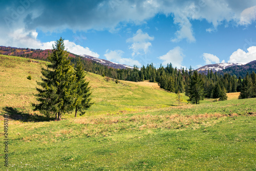 early springtime countryside in mountains. pine forest on a grassy meadow. beautiful carpathian landscape on a cloudy day. hills with snowy tops in the distance