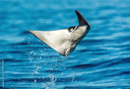 Mobula ray jumping out of the water. Mobula munkiana, known as the manta de monk, Munk's devil ray, pygmy devil ray, smoothtail mobula. Blue ocean background.