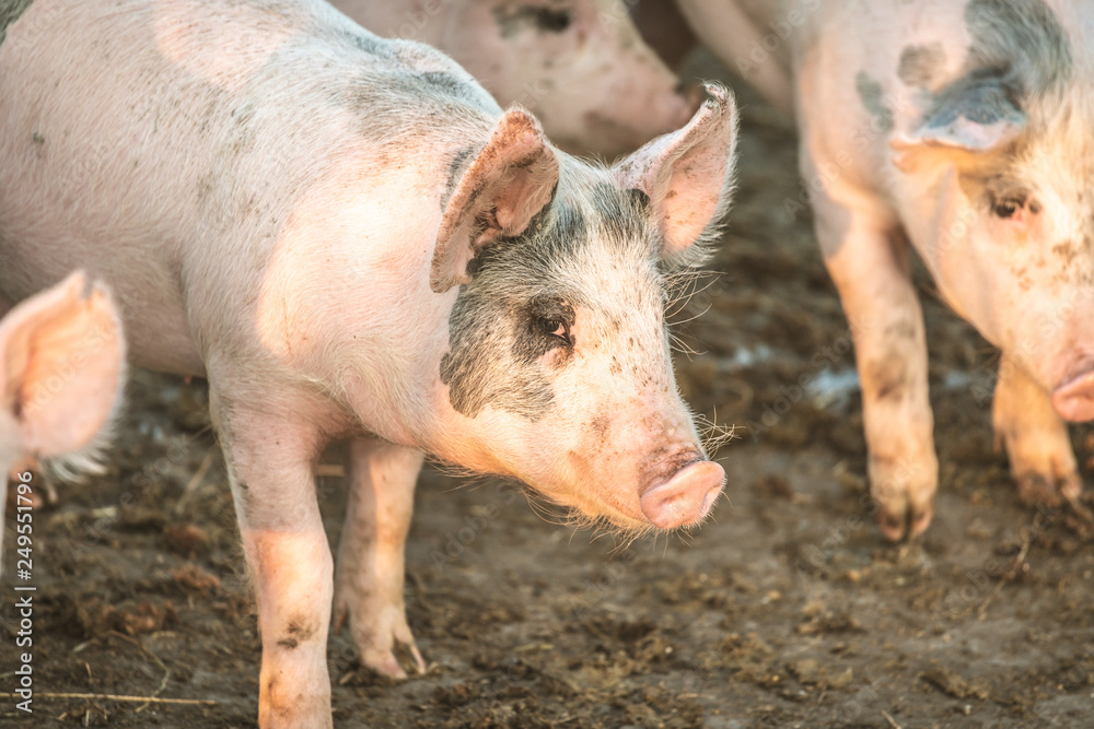 Young pink pigs in the farm. Animal protection concept Young pink pigs in the farm. Animal protection concept